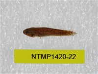 藏品(泰加拉鯔鰕虎魚)的圖片